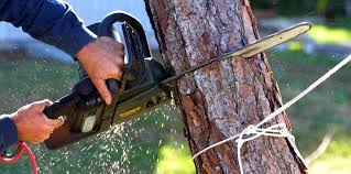 How Our Tree Care Process Works  in  Navarre Beach, FL