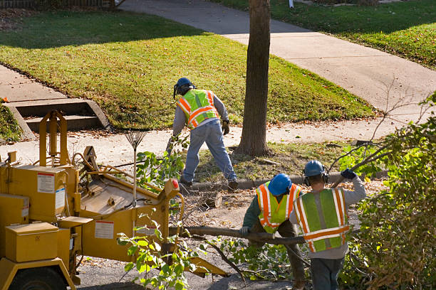 Professional  Tree Services in Navarre Beach, FL